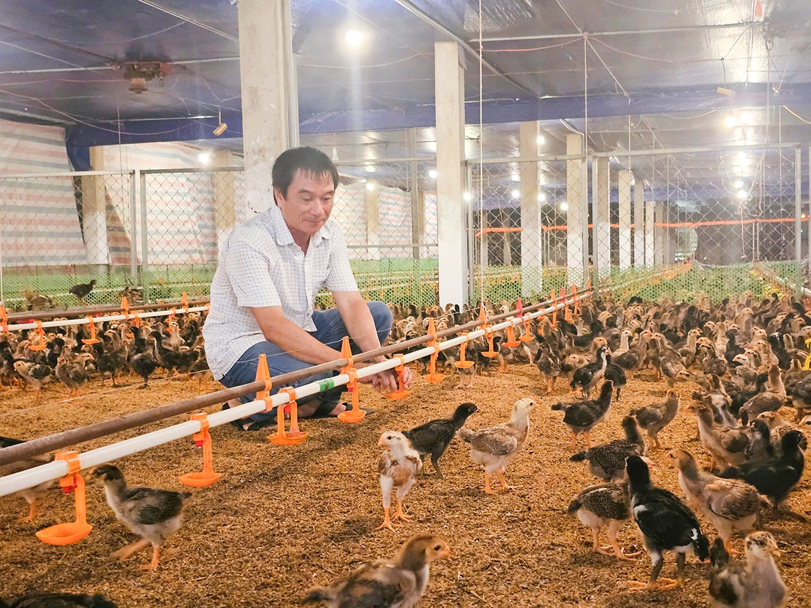 Nhờ nguồn vốn ưu đãi, ông Tấn có điều kiện đầu tư mở rộng trang trại gà