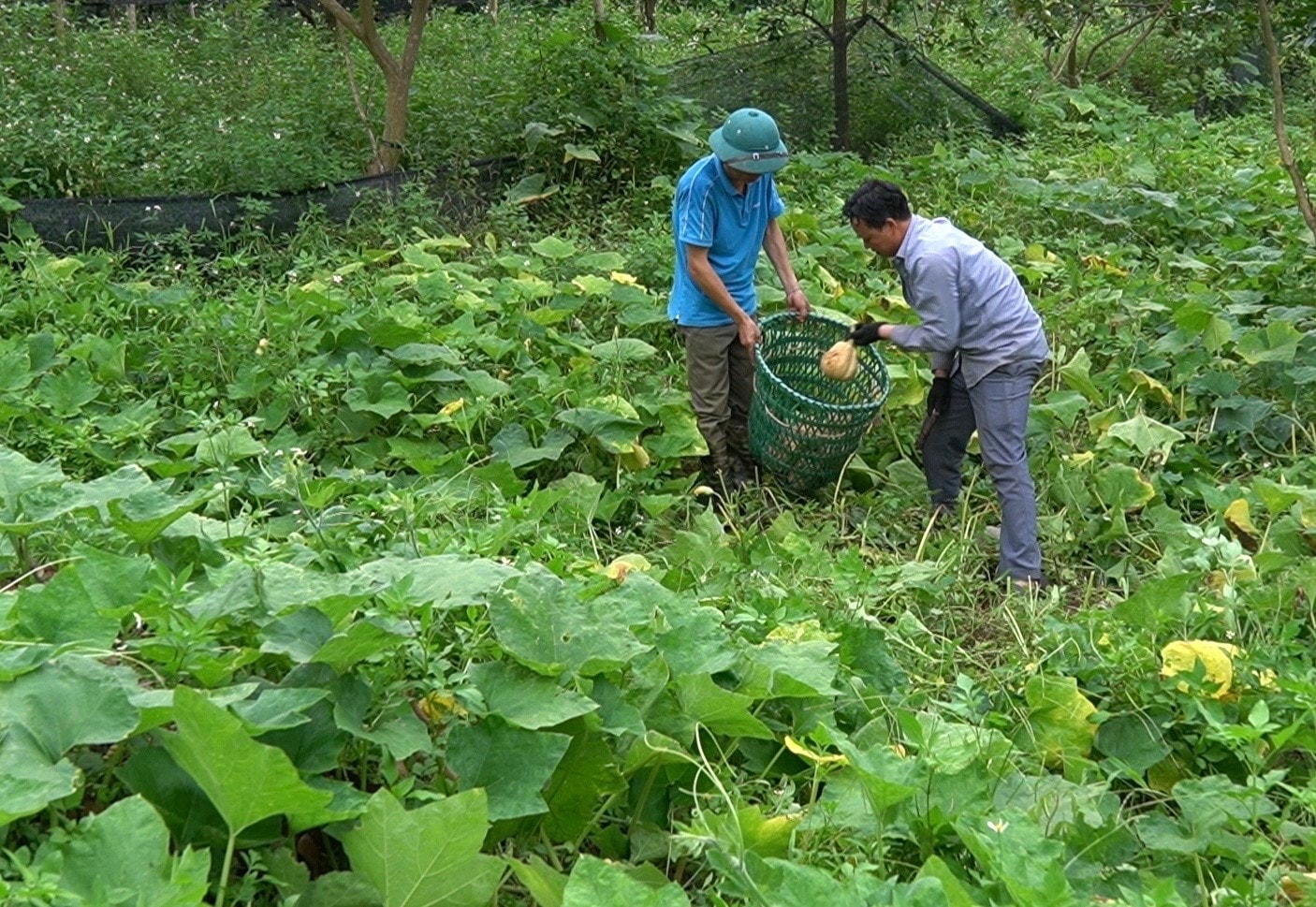 Quả bí cũng bắt đầu vào vụ thu hoạch