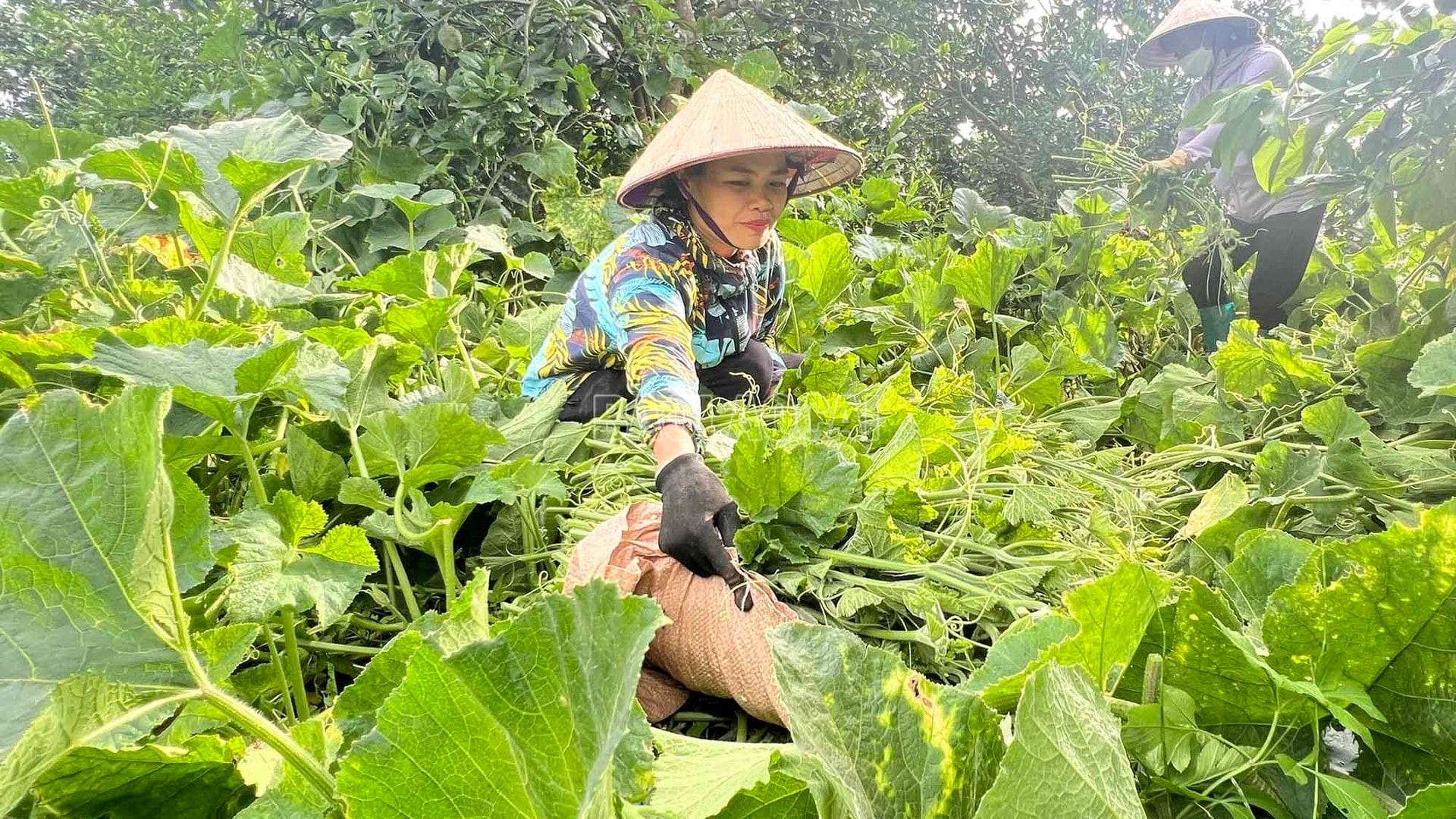 Rau bí trồng hữu cơ có màu xanh mướt, ăn mềm, vị ngọt nhẹ