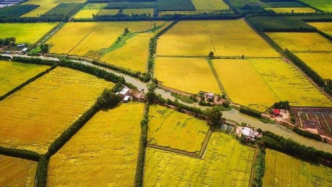 ruộng lúa Vĩnh Long