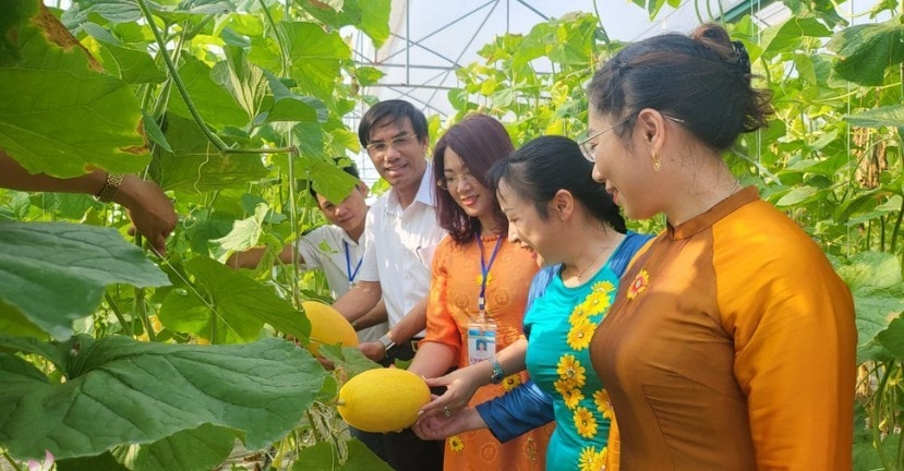Dưa lưới nghệ an