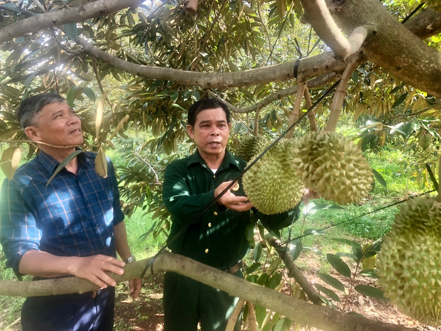 ong-hoang-van-nghiem-chu-tich-hoi-ccb-xa-ia-ba-bia-trai-tham-quan-mo-hinh-trong-sau-rieng-cua-ccb-le-van-ha.jpg