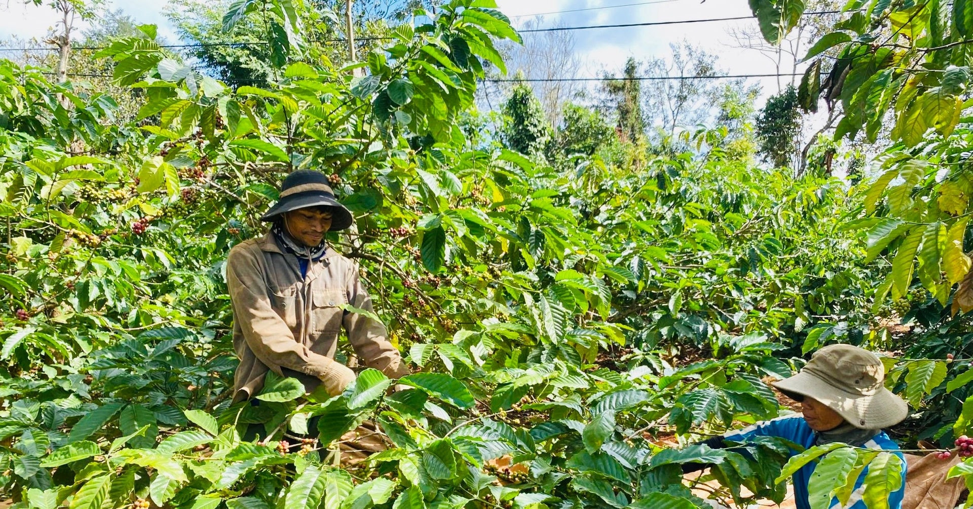 Mô hình mới mang lại cho nông dân nguồn thu nhập ổn định