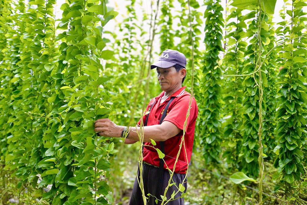 Ông Nguyễn Hữu Tâm (50 tuổi), người làm vườn cho chị Bình, đang chăm sóc vườn sâm trơn xanh tốt