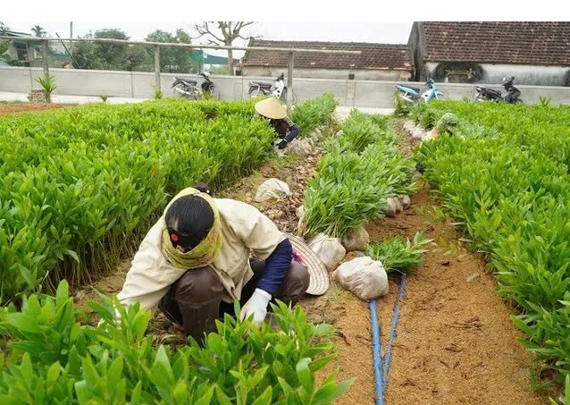 Nhiều lao động địa phương có công ăn việc làm nhờ ông Lực