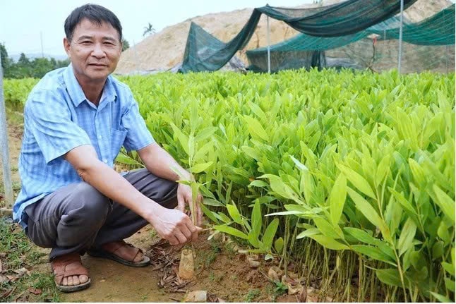 Ông Lê Công Lực bên vườn ươm cây giống của mình