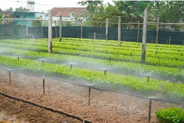 Vườn ươm của ông Lực sử dụng những công nghệ hiện đại