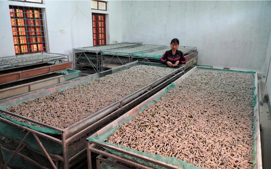 anh Cường đầu tư nuôi các giống tằm chất lượng cao như VH 2020 và giống tằm lưỡng hệ nhập từ Trung Quốc