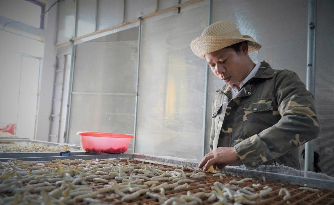Anh Cường kiên trì với nghề nuôi tằm