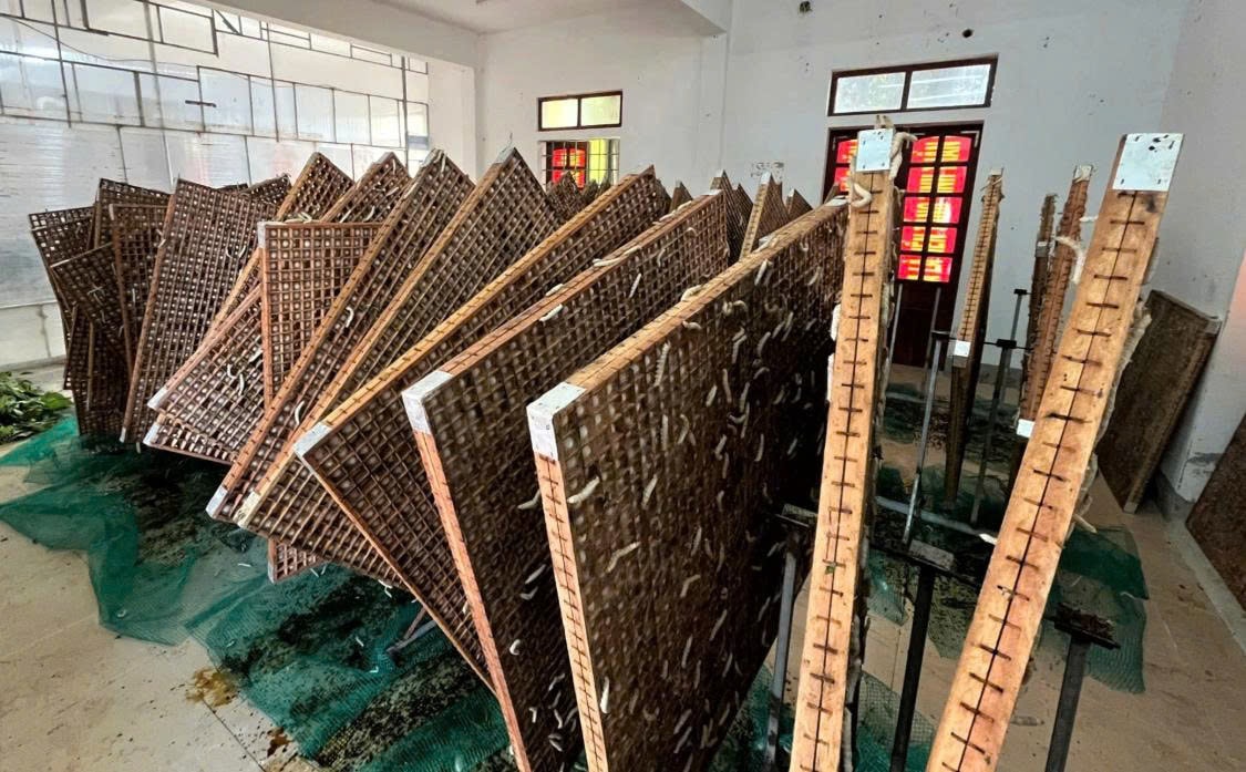 Khi tằm bước vào giai đoạn chín - thời điểm tạo kén, người nuôi sẽ chuyển chúng vào các ván gỗ, gọi là né