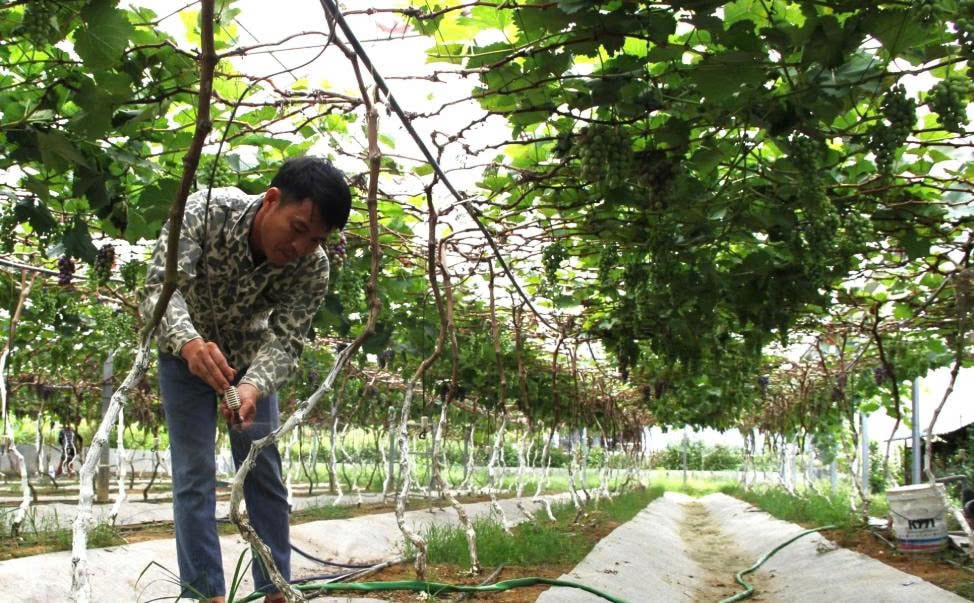 Anh Hải tại vườn nho nhà mình