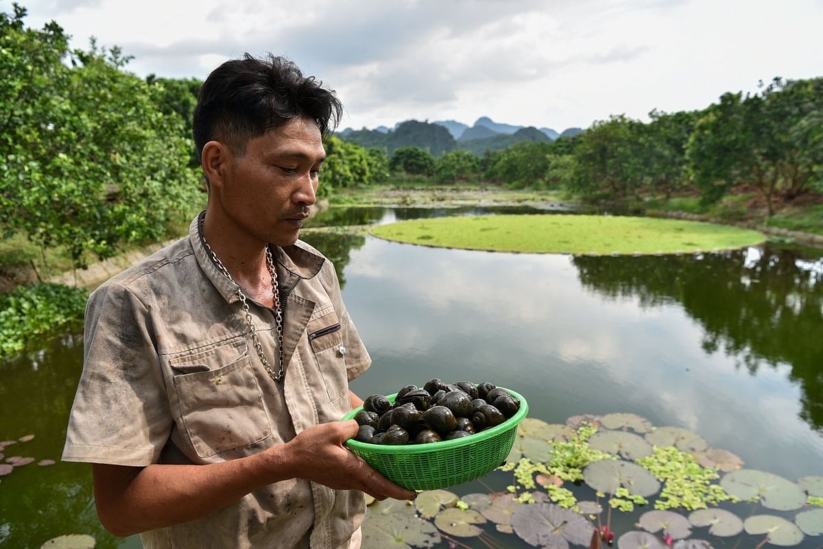 Anh Nguyễn Văn Hạnh bên ao nuôi ốc giữa vườn cây ăn quả
