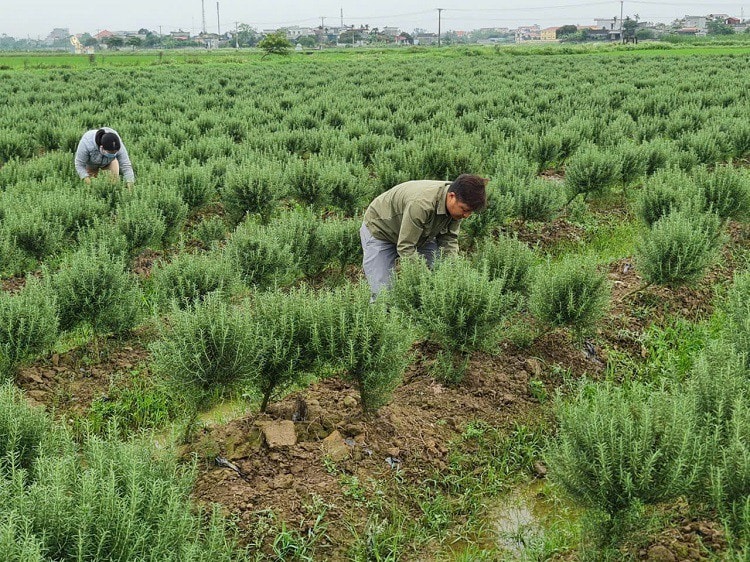 Anh Thắng đã phá bỏ mọi định kiến, chọn con đường khởi nghiệp nông nghiệp