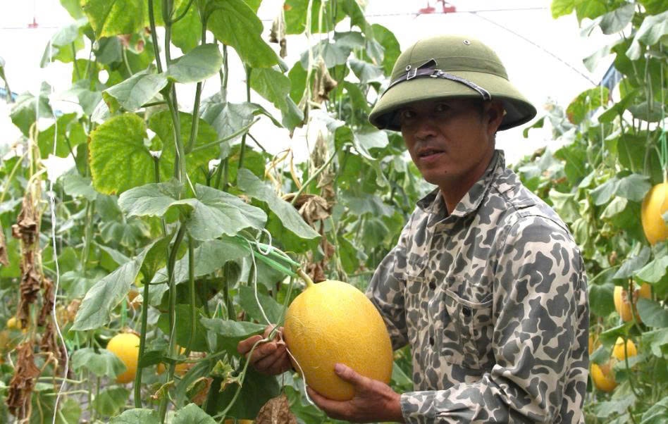 Ngoài nho, dưa lưới cũng mang lại nguồn thu nhập thêm cho anh
