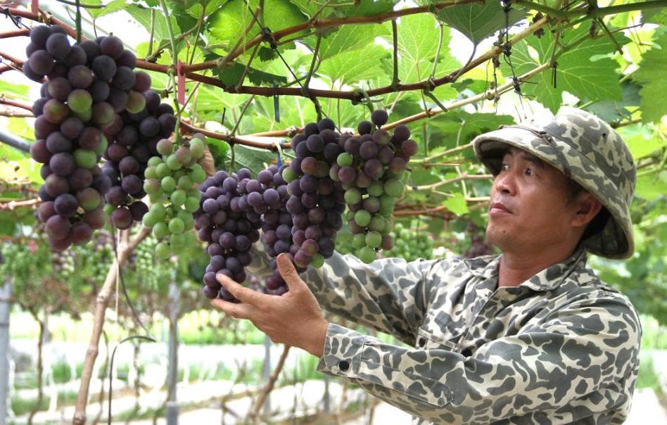 Nho nhà anh Hải cần có quy trình và công thức nuôi trồng