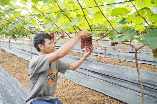 Anh Cao Xuân Thái thu hoạch lứa nho đầu tiên