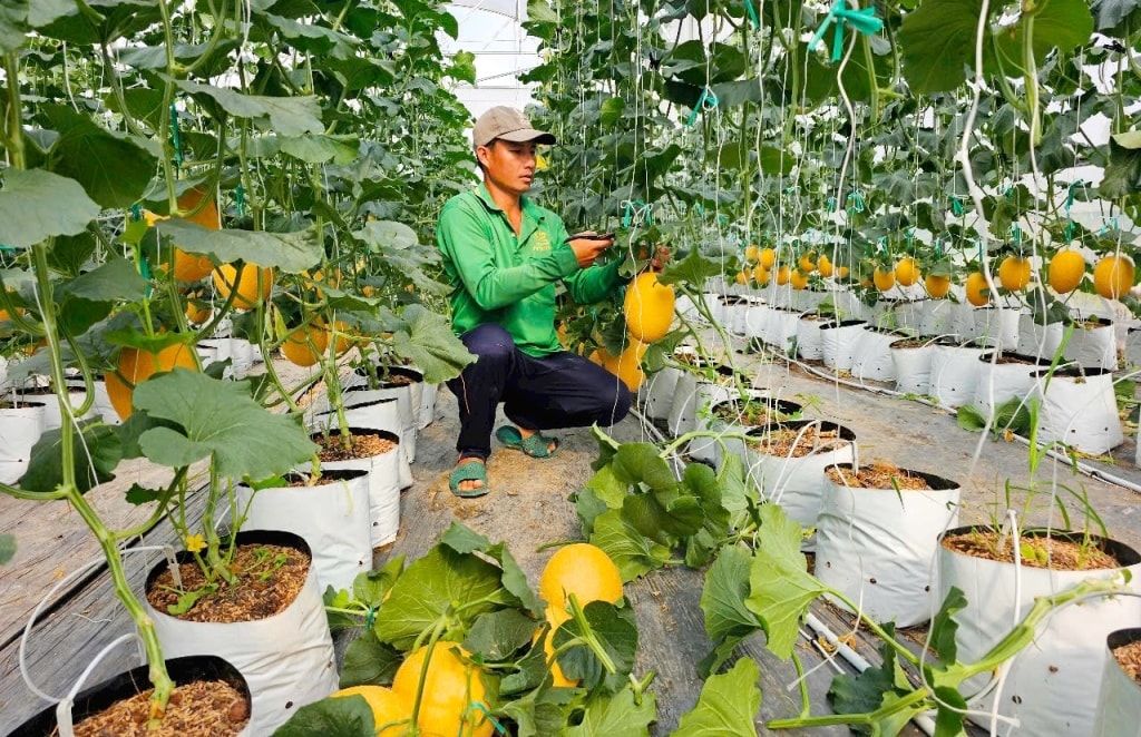 Ứng dụng công nghệ cao trong sản xuất nông nghiệp là hướng đi bền vững mà nông dân hướng đến