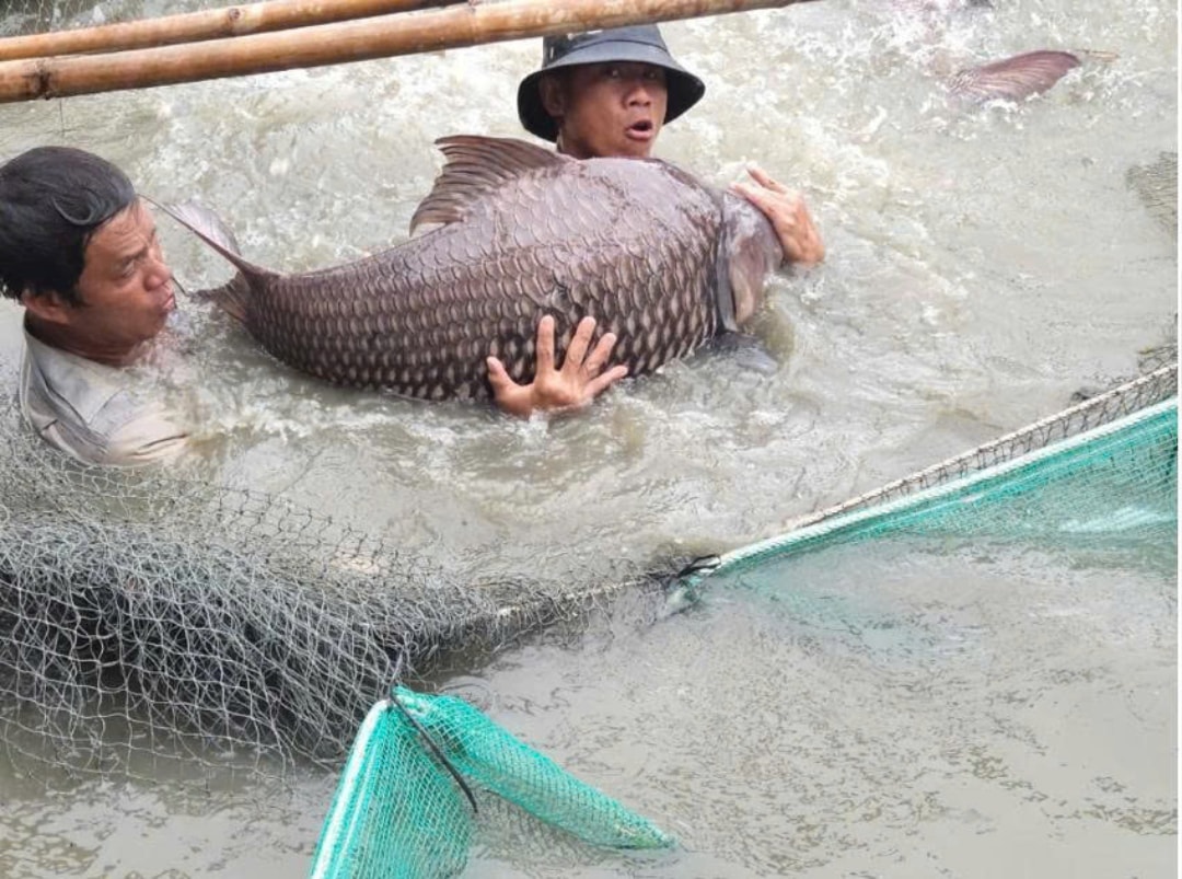 Cá hô nhà ông Bảnh có chất lượng rất cao, được buôn bán trên toàn quốc (1)