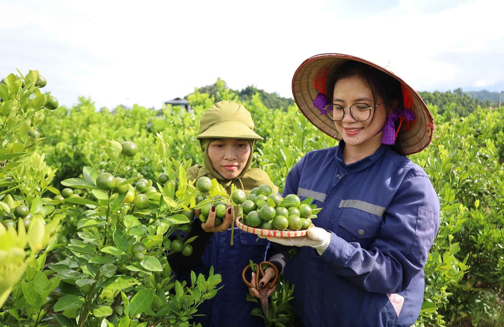 Cây quất trồng tại xã Bảo Thắng cho quả sai, mọng nước, được thị trường ưa chuộng