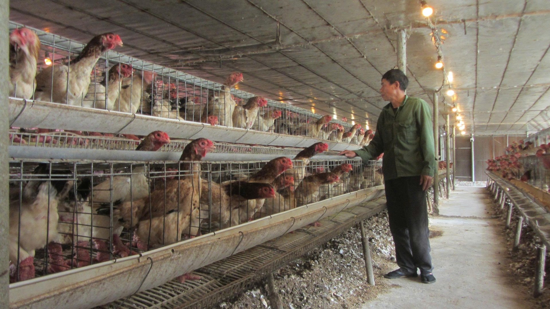 Đàn gà mái lai Đông Tảo nuôi nhốt cho sinh sản trong nhà lạnh ở trang trại của anh Hoàn