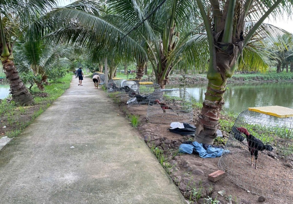 Ngoài nuôi cá, anh Vũ Văn Quân còn kết hợp nuôi gà chọi, trồng dừa,... và kết hợp nhiều cây, con khác
