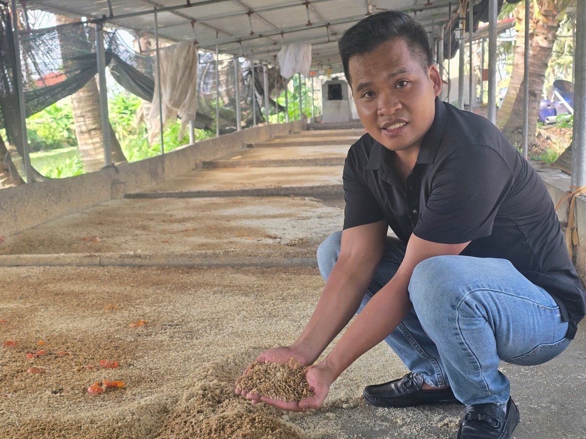 Nguồn thức ăn cho cá Koi được anh Quân chủ động từ việc nuôi ấu trùng ruồi lính đen