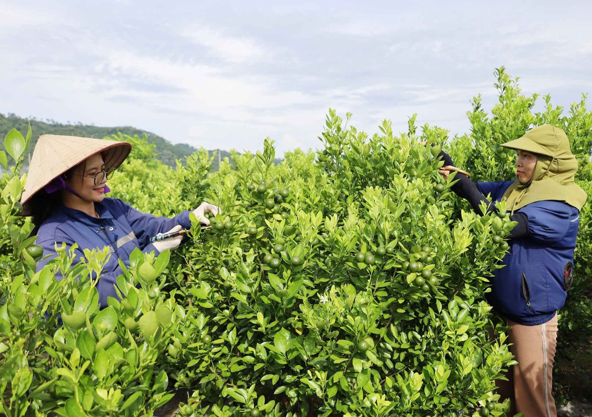 Trồng quất cho thu nhập cao gấp 2-3 lần so với cấy lúa