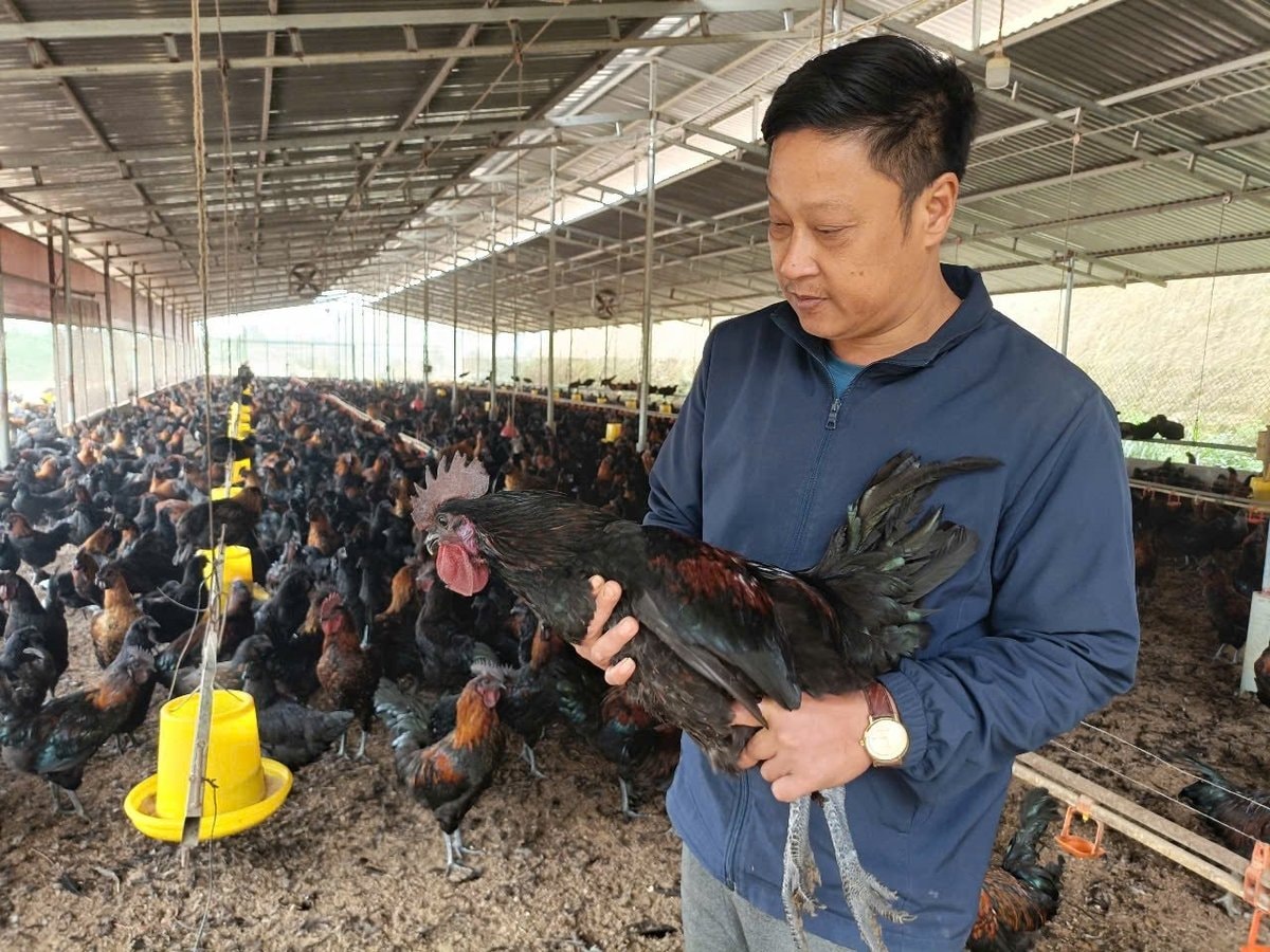 Anh Nguyễn Tiến Sơn, Giám đốc HTX trong trang trại nuôi gà Mông