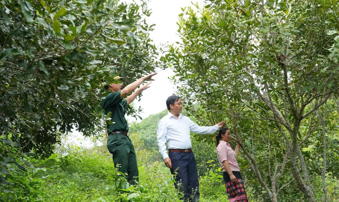 Anh Quang Văn Thanh hướng dẫn người dân trong bản chăm sóc cây mắc ca