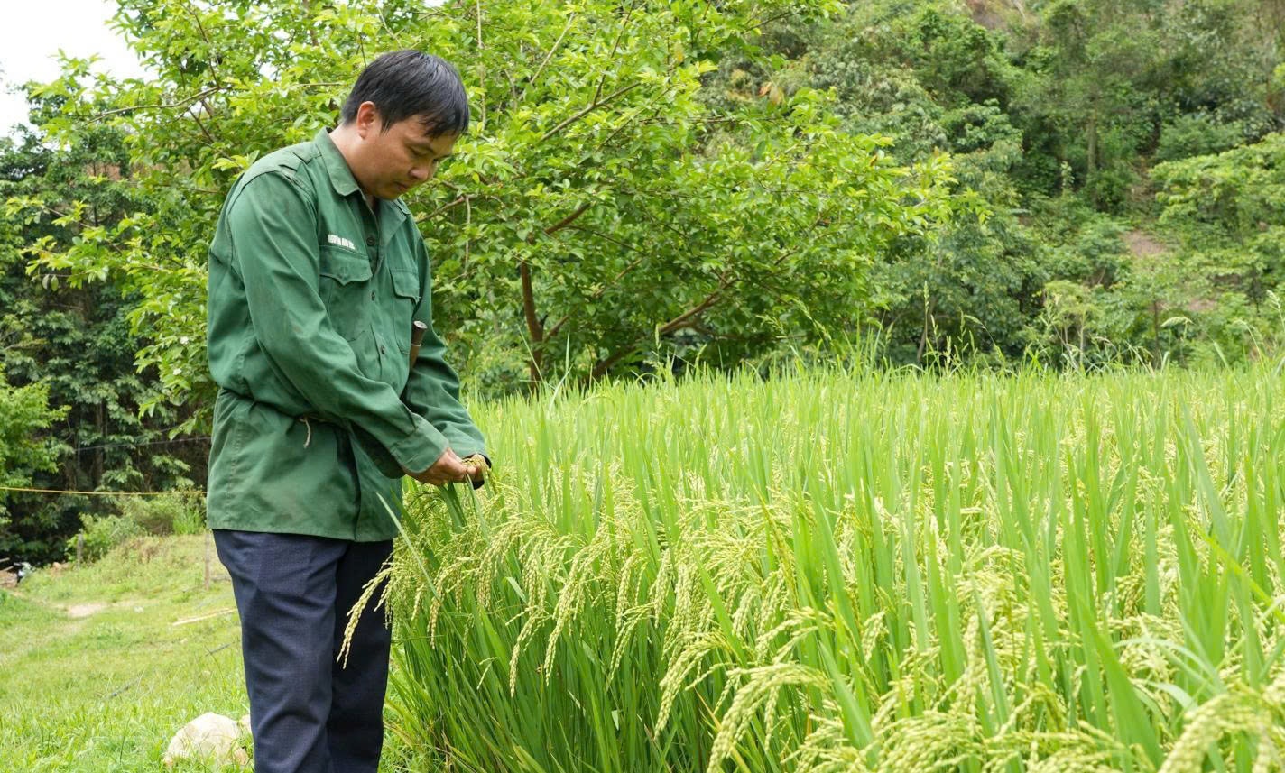 Dưới chân đồi, anh trồng lúa nước, đào ao, thả cá