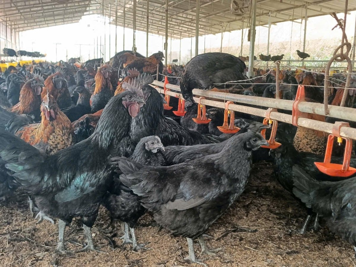 Hiện mỗi tháng, HTX ký kết cung ứng ra thị trường hàng trăm tấn gà thịt