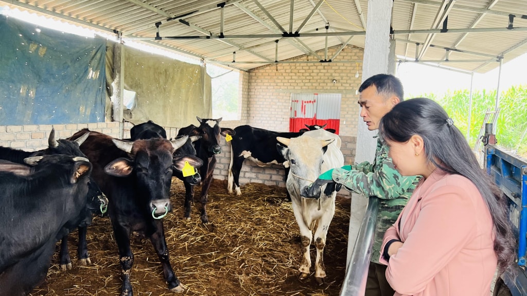 Mô hình nuôi bò 3B của anh Diệp Văn Đại (phường Bình Khê) cho thu nhập khoảng 500 triệu đồng mỗi năm