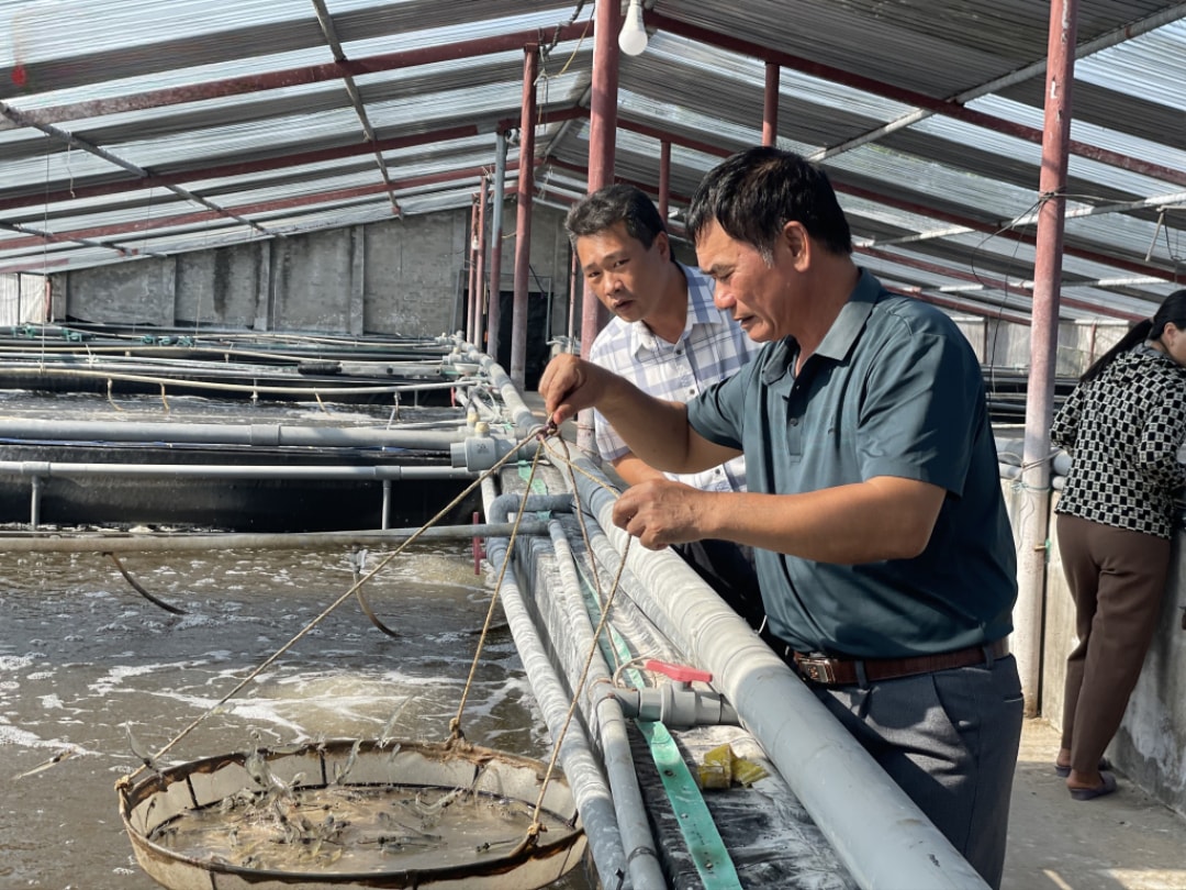 Mô hình nuôi tôm thương phẩm của ông Phạm Văn Đỗ (xã Hải Ninh) cho lợi nhuận khoảng 1 tỷ đồng mỗi năm (1)