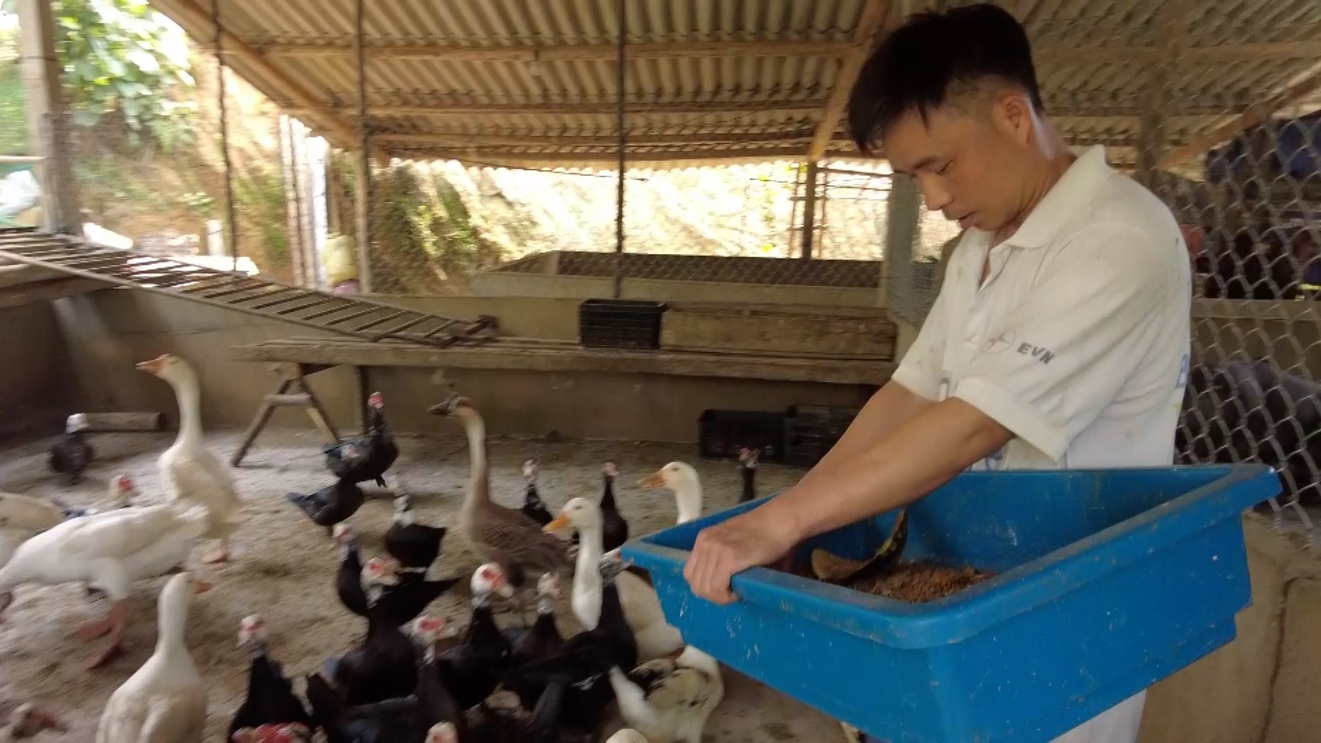 Đàn vịt của gia đình anh Trọng phát triển tốt khi được bổ sung thức ăn là sâu canxi
