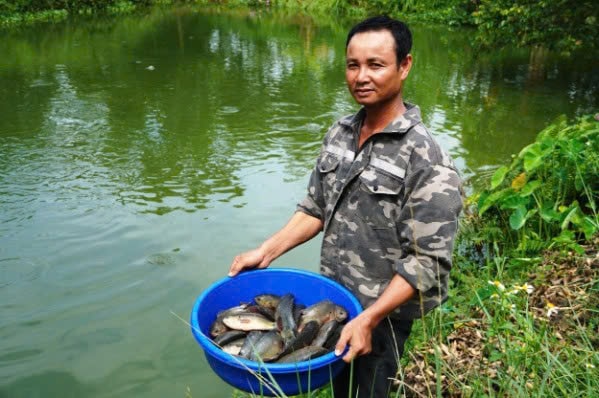 Nuôi cá rô đồng, mô hình mới hiệu quả kinh tế cao