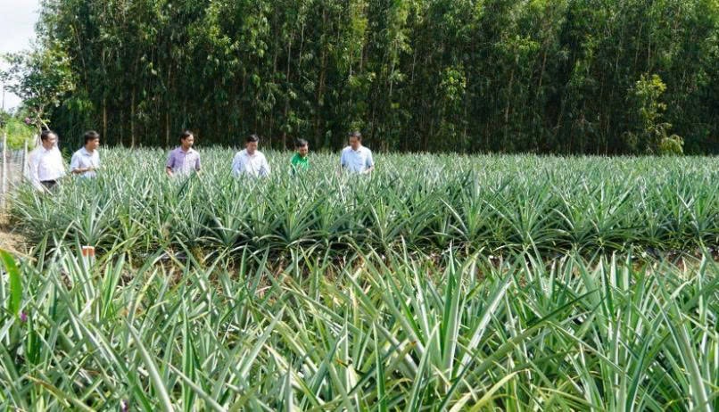 Chính quyền và ngành nông nghiệp địa phương thường xuyên đến khảo sát mô hình trồng khóm