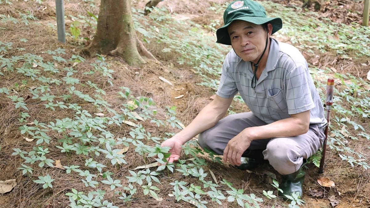 Ông Ngân Văn Phúc bên những luống sâm Lai Châu