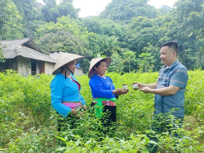 Ớt núi giấm là gia vị phổ biến từ xa xưa của người Mường