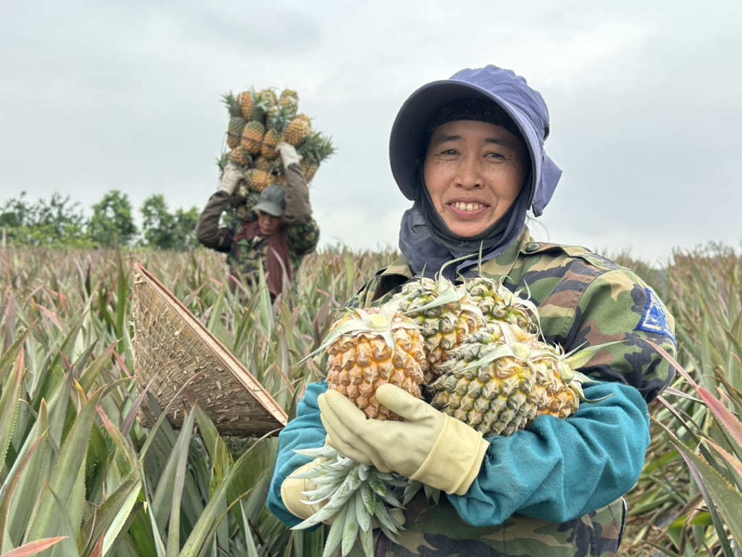 Niềm vui được mùa, được giá của người trồng dứa phường Tam Điệp (1)