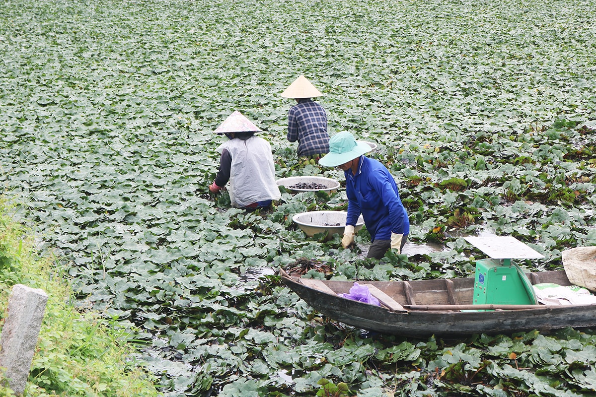 Trồng ấu vụ 3 được nông dân cồn An Thạnh duy trì nhiều năm qua