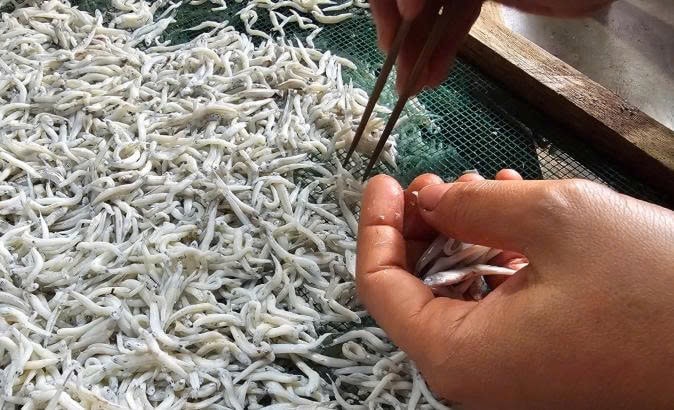Cận cảnh người dân đang chế biến cá cơm