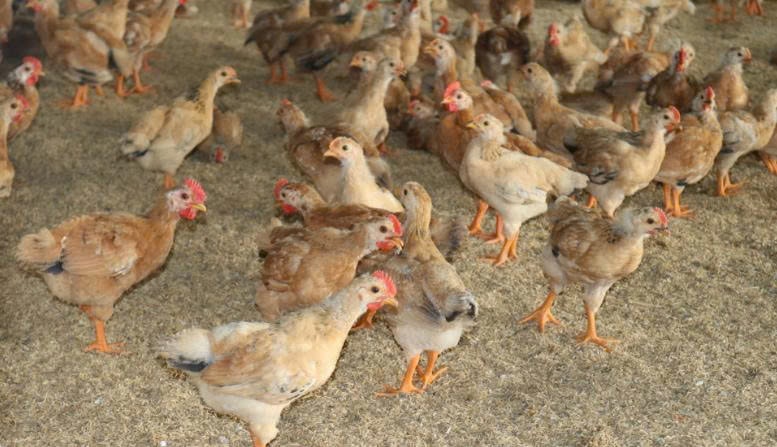 Chăn nuôi gia cầm đang là hướng đi giúp bà con nông dân xã Đồng Yên vươn lên thoát nghèo
