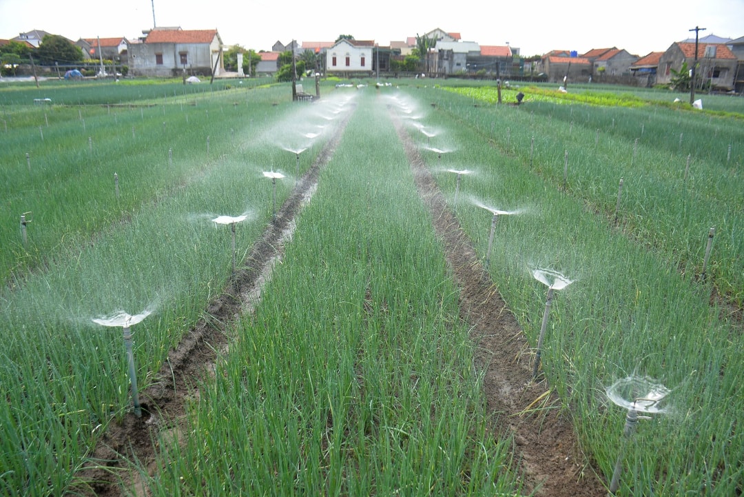 Do công suất máy bơm không lớn, nên trong quá trình tưới, bà con luân chuyển 2 luống một (1)