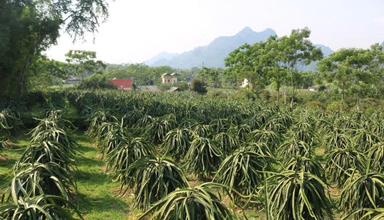 Những vườn cây thanh long mang lại ấm no cho người dân xã Đồng Yên