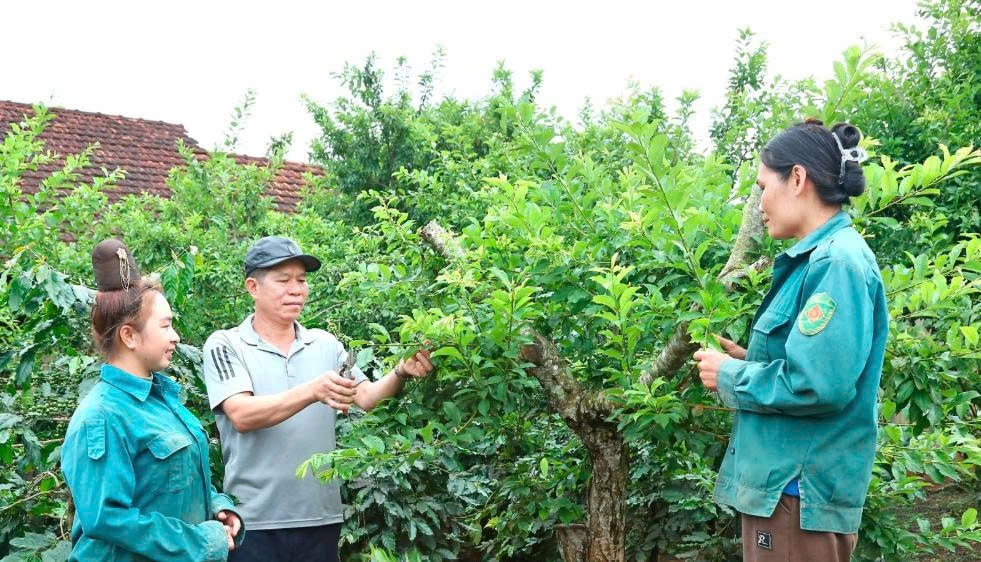 Nông dân bản Trung Tâm, phường Chiềng An, chăm sóc cây mận sau thu hoạch