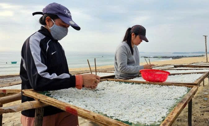 Nông dân chuyển sang làm cá cớm có thêm nguồn thu nhập ổn định