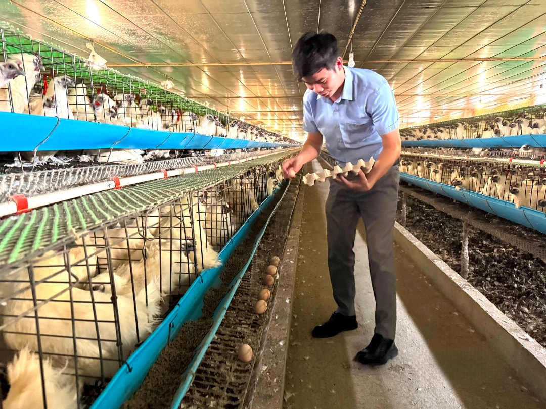 Gà ác đẻ trứng nuôi trên lồng, trứng sau khi đẻ được thu gom (1)