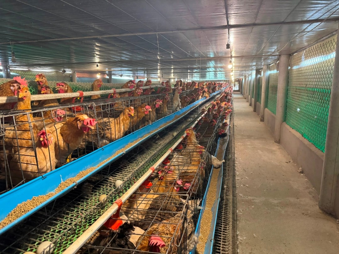 Gà ác Nam Mỹ có màu vàng, trọng lượng lớn hơn so với gà ác ở miền Nam (1)