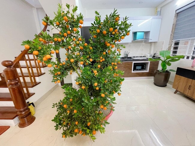 hoanglinh3.jpg