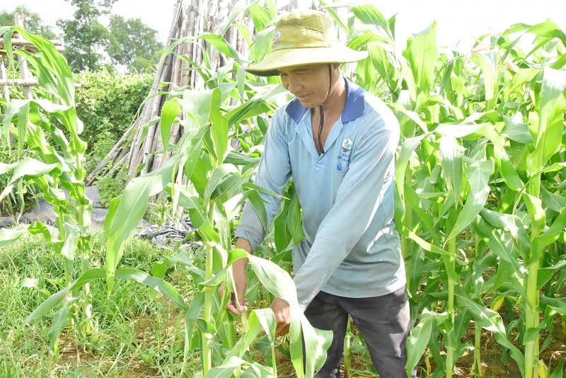 Rẫy bắp của nông dân Kim Nuộne (xã Nhị Trường)